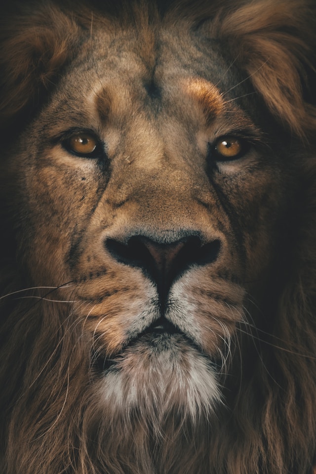 Animals